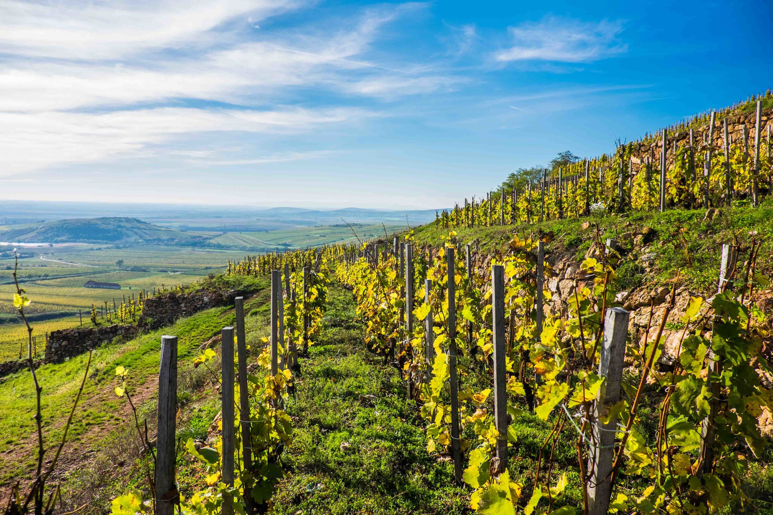 Király vineyard_ Mád_ Tokaj_ Hungary.jpg