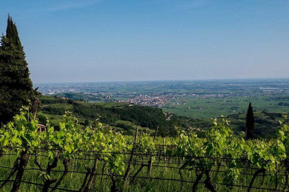  Looking south from the hills of Soave to the plains beyond | ©John Szabo (published by Jacqui Small)  