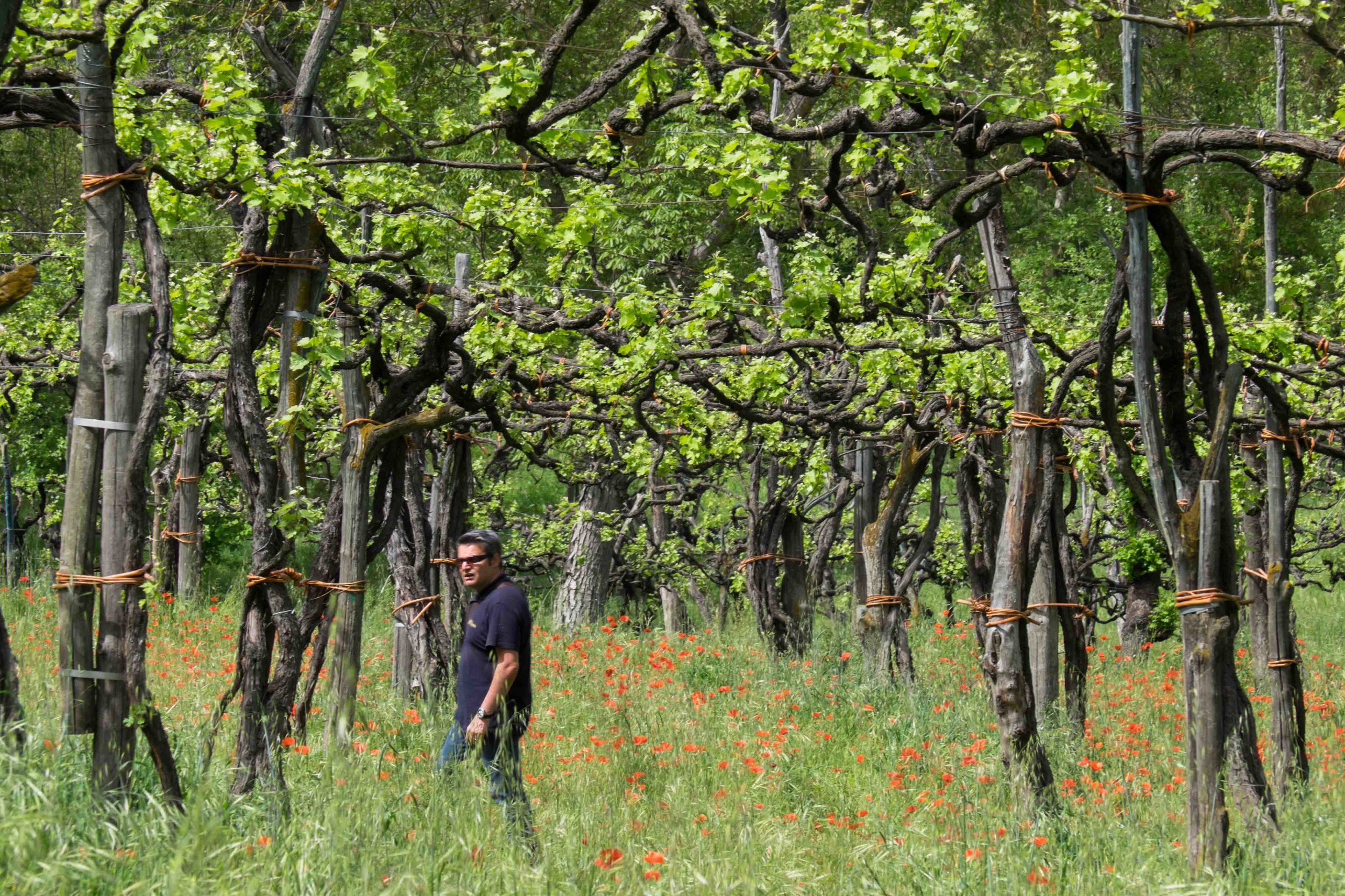  Ancient aglianico vines, Taurasi-Campania |  ©John Szabo (published by Jacqui Small)  