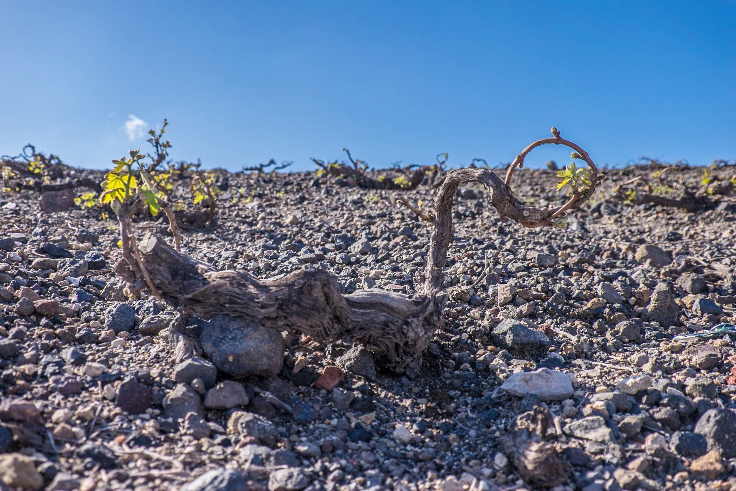  Stony soils, scraggly vine, Santorini&nbsp; |&nbsp; ©John Szabo (published by Jacqui Small)  