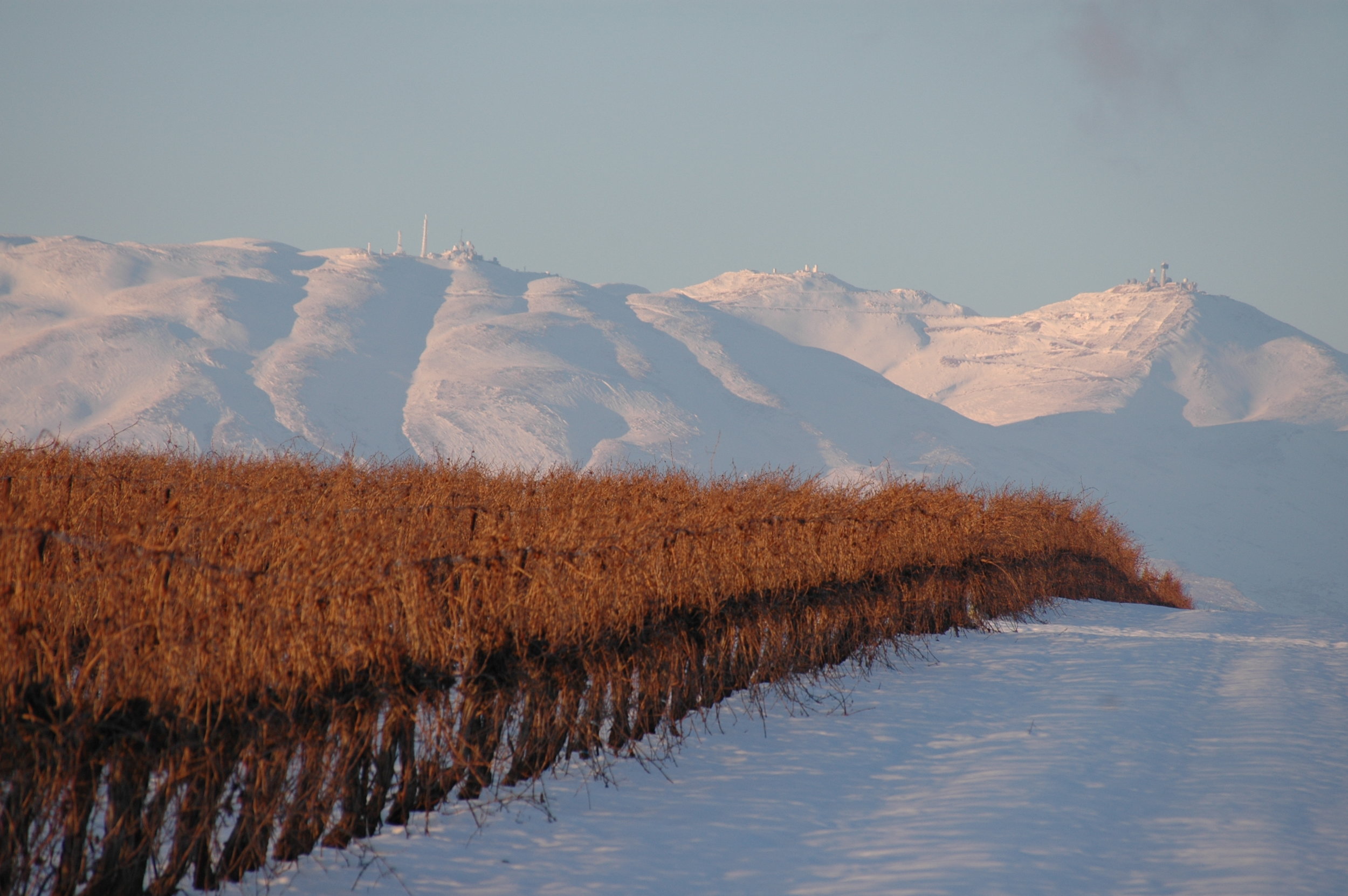 Yarden GHW Elrom vineyards-Winter 2008.jpg