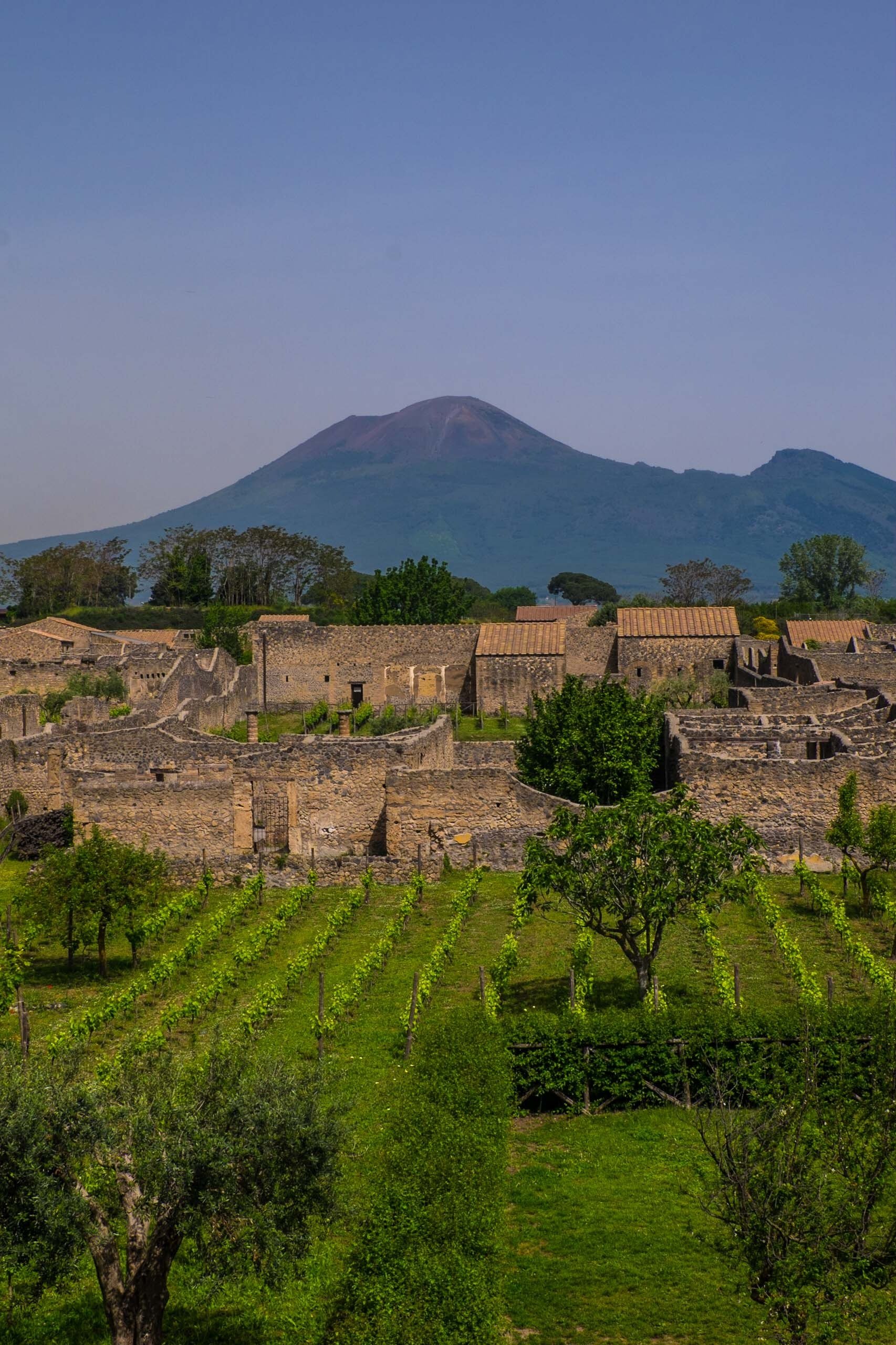  Roman vineyards in Pompeii, Vesuvius in rear |  ©John Szabo (published by Jacqui Small)  
