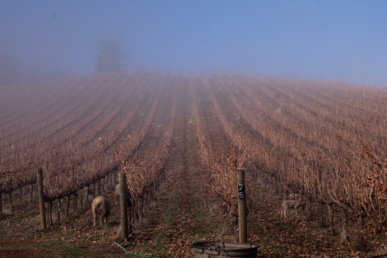  Organic Vineyards, Shannon Ridge | ©John Szabo (published by Jacqui Small) 