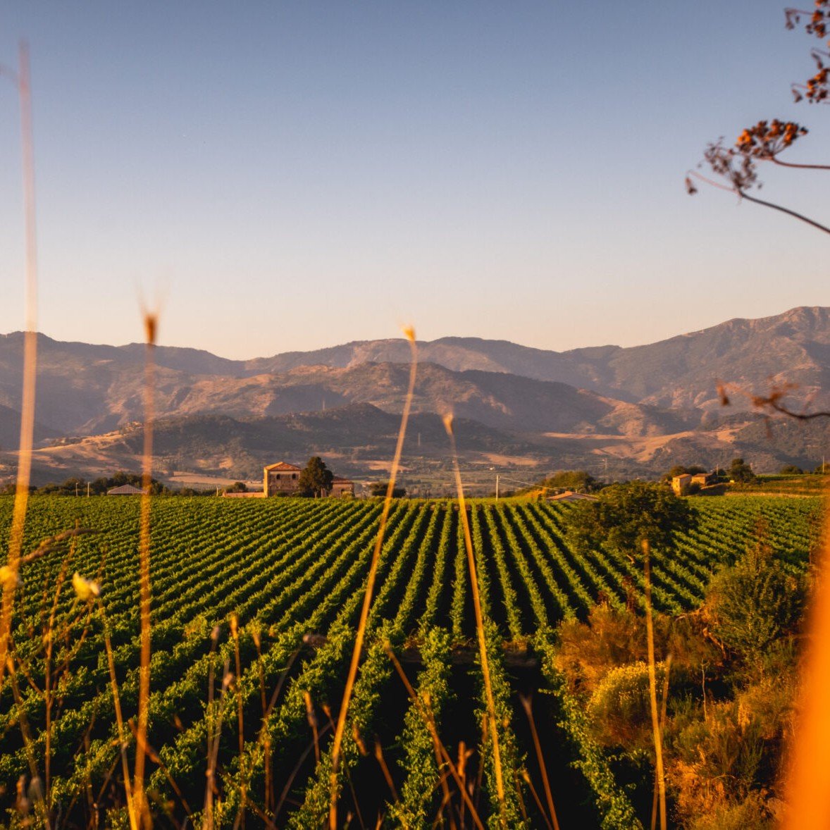 @tornatorewines a family-owned winery in Sicily, sits amidst the Etna wine region, leveraging volcanic soils for their wines, including native grapes Nerello Mascalese and Nerello Cappuccio. 🍇🍷 Try them for yourself at the 2024 International Volcan