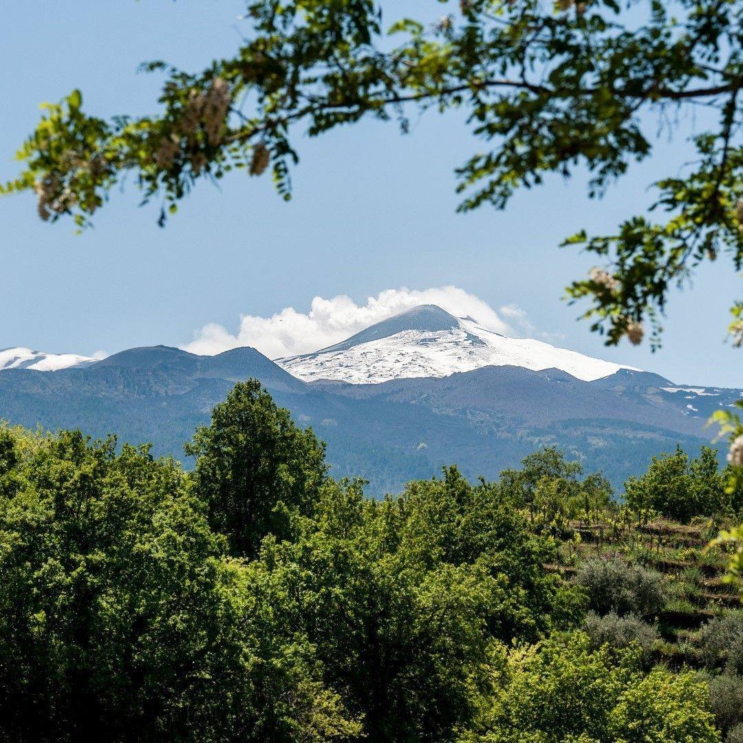 On Mt. Etna, @firriato_winery 's expertise shines. Single-hectare vineyards allow meticulous selection, crafting captivating whites (Carricante &amp; Catarratto) and reds (Nerello Mascalese &amp; Cappuccio) of remarkable quality and consistency. Lear