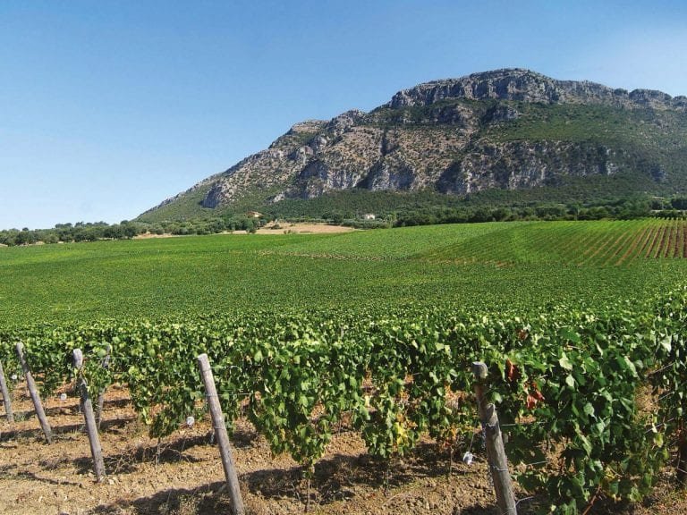 Situated at the base of Mount Calpazio alongside the Tyrrhenian Sea in Salerno, Campania, the @sansalvatore1988wines  vineyard is surrounded by forests, olive trees, and volcanic rock. Powered solely by solar panels, the winery benefits from the ampl