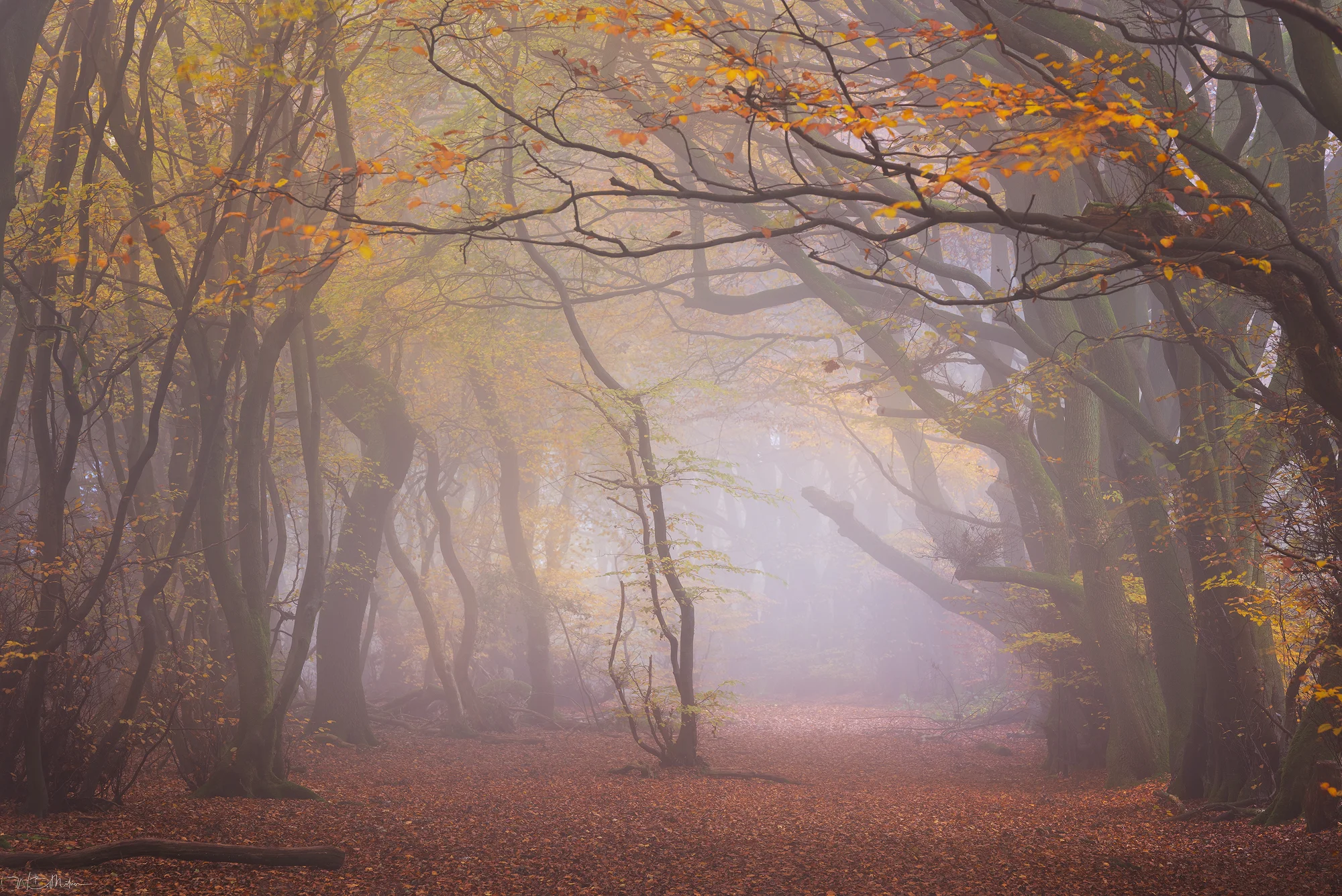 Autumn Avenue