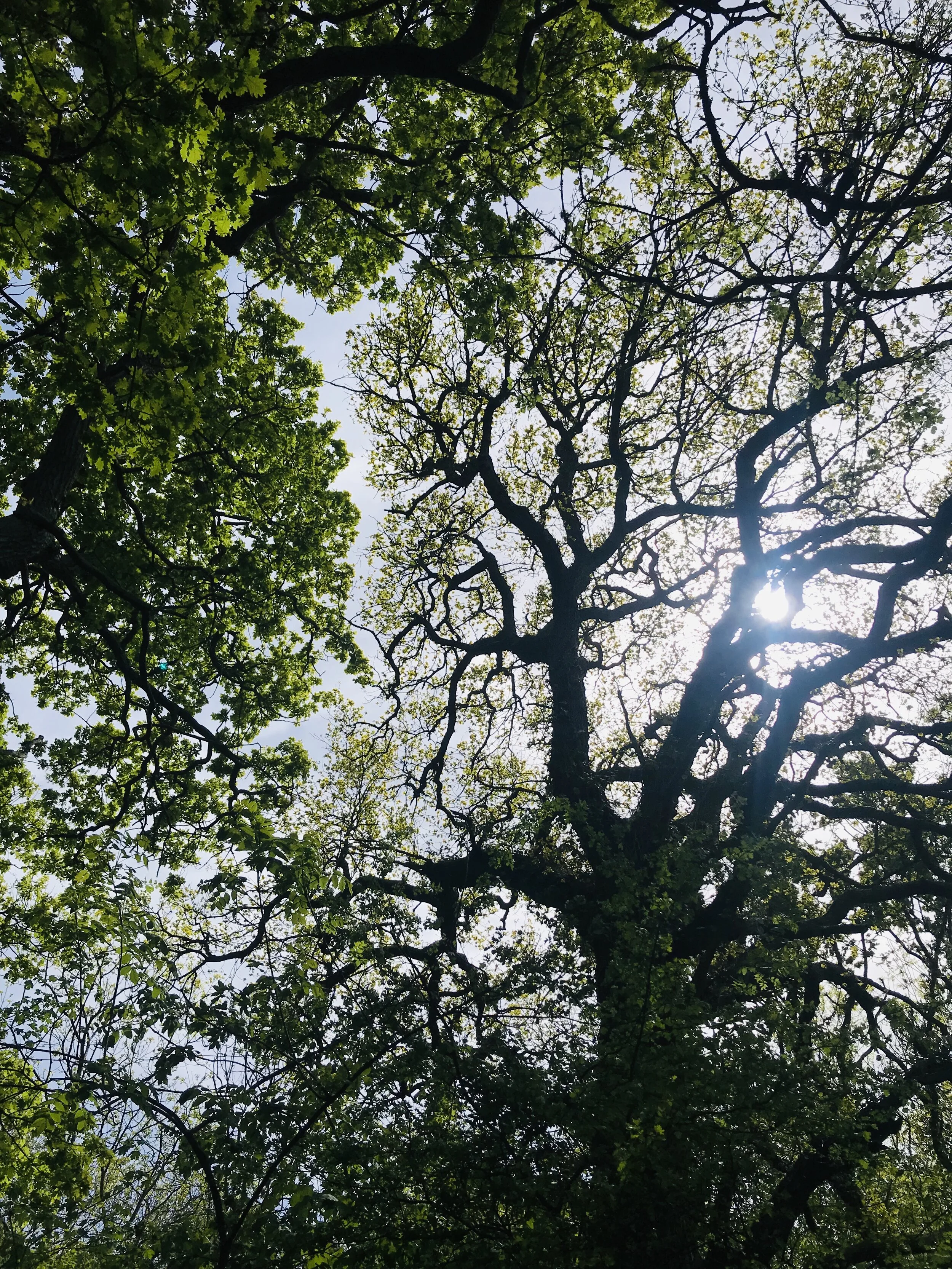 Anahata Chakra: Heart Expansion