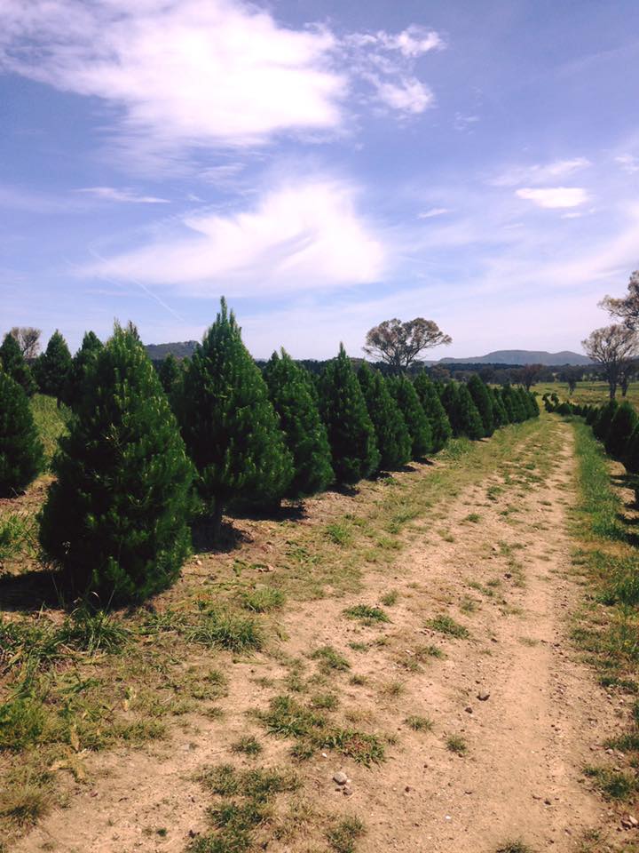 merlinos-christmas-tree-farm.jpg