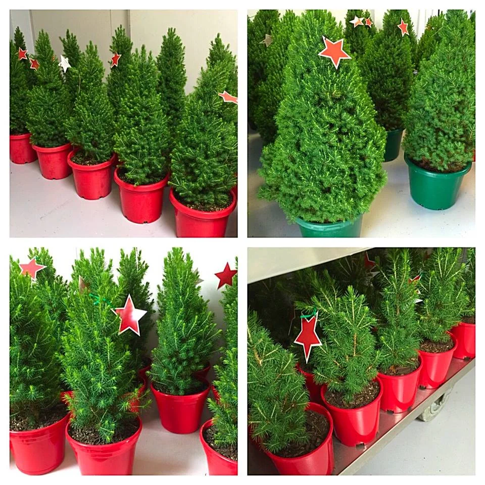 Merlino's Christmas Trees