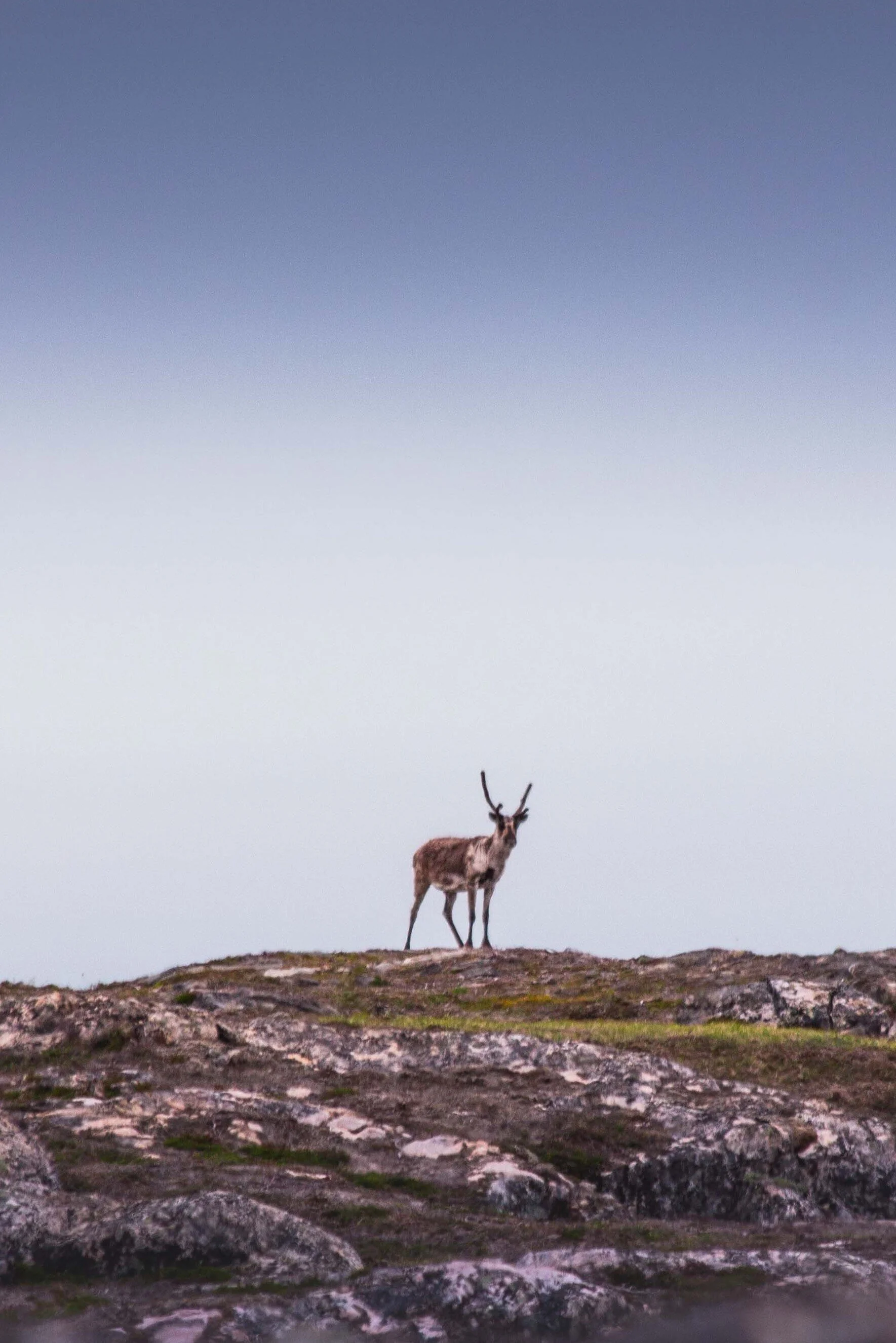 Mission: Reindeer Rescue 