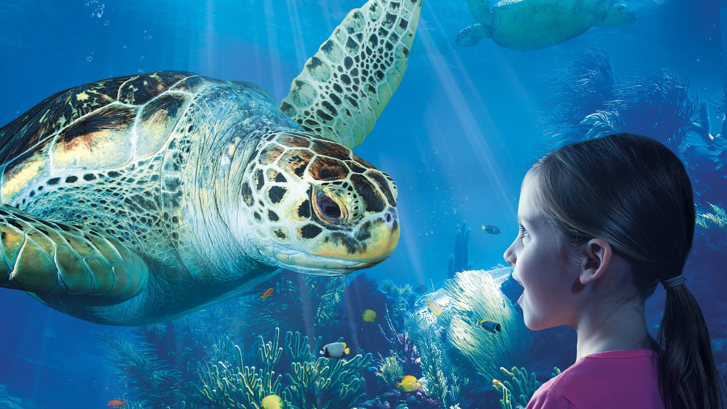 Wildlife Attractions