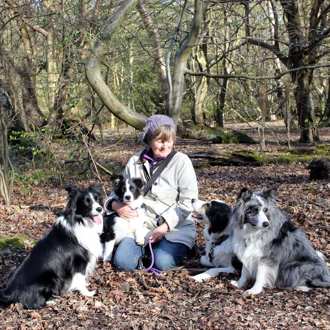 My dog family now. Safi, Pod, Rusty and Bree.