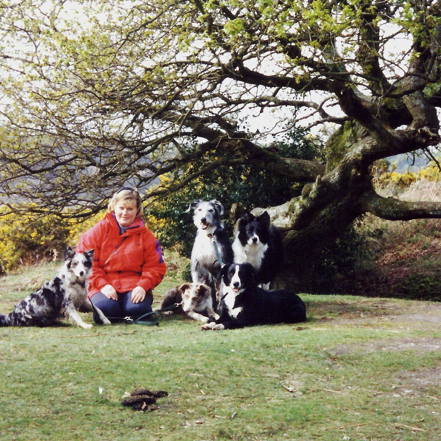 My first dog family in the 1990's. Millie, Finn, Ollie, Storm and Ben.