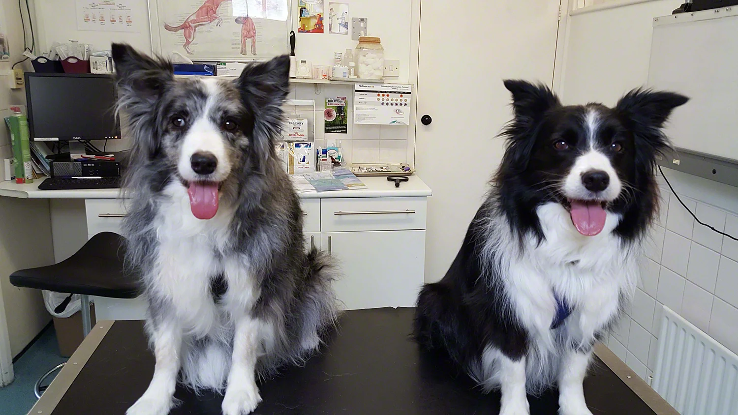Bree and Safi on a practice Husbandry Project visit to our local vets.