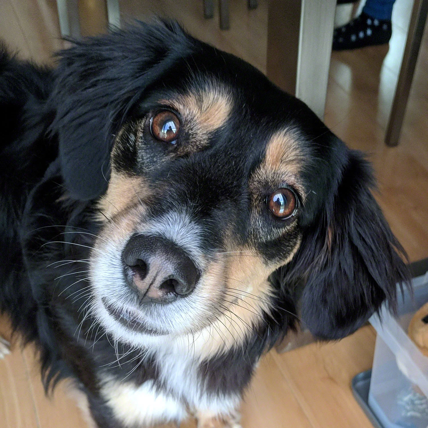 Meg was adopted in April 2018. She originally came from Romania.