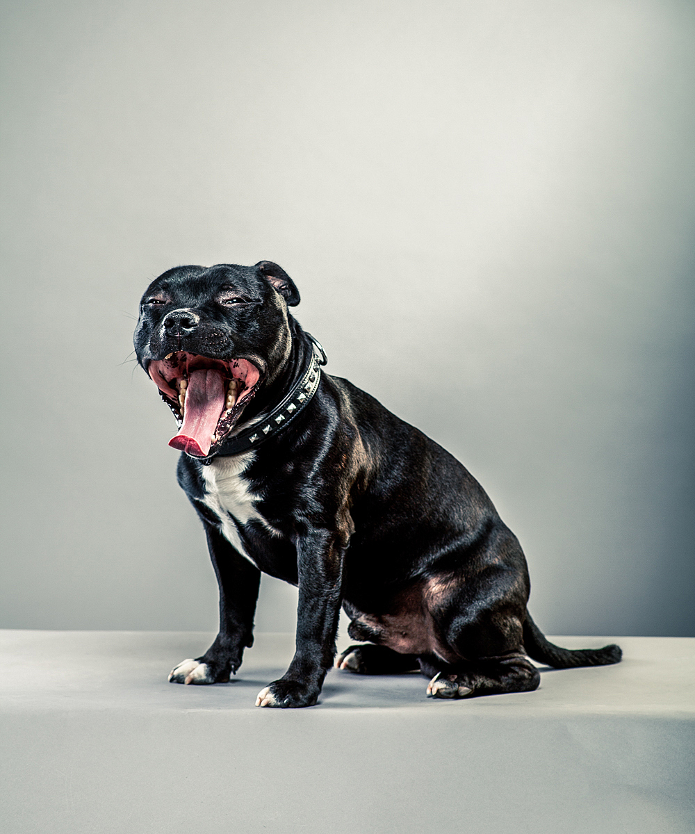 HUND Boy og Bella005-Edit-web.jpg