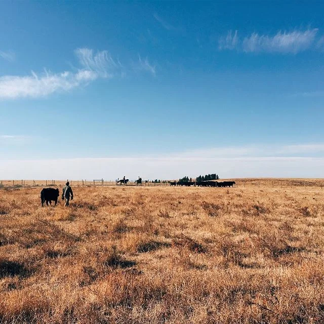 Toque Canada Gallery
