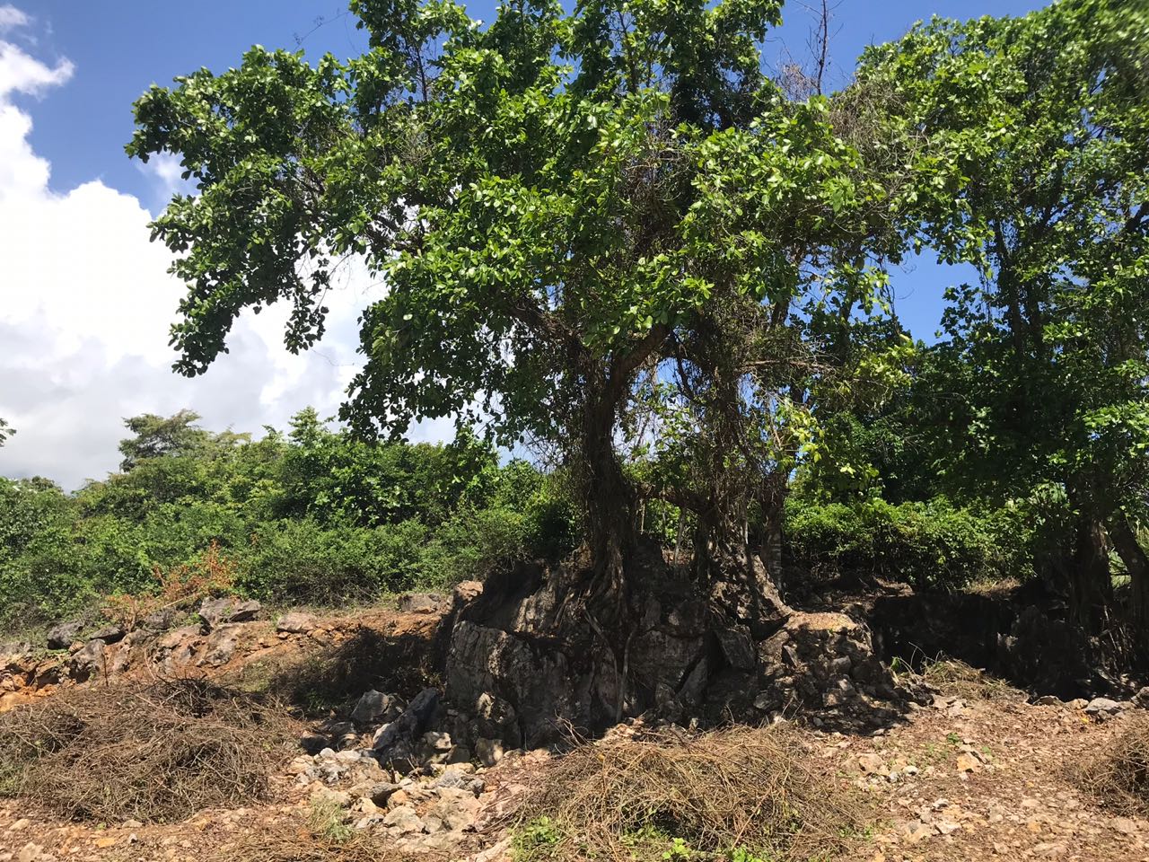 Ocean front Land for sale in Portillo 20.jpeg