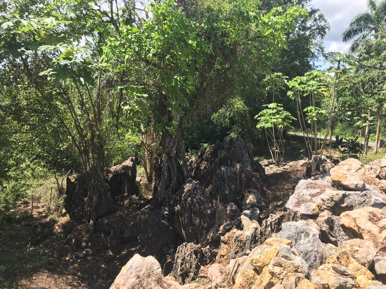 Ocean front Land for sale in Portillo 22.jpeg