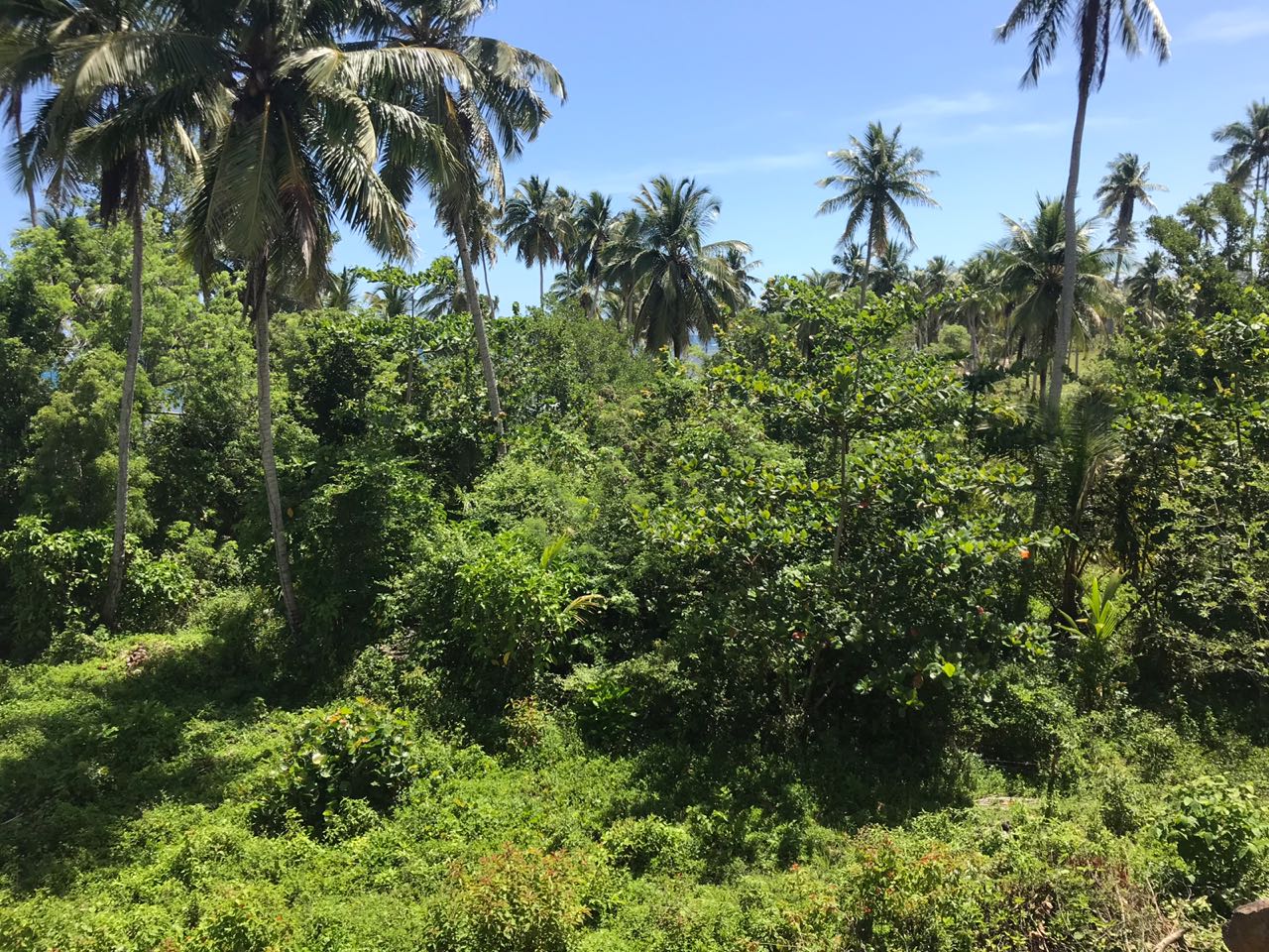 Ocean front Land for sale in Portillo 27.jpeg