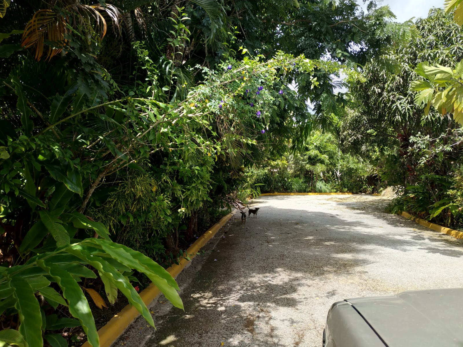 2 lot for sale in los nomadas las terrenas.jpeg