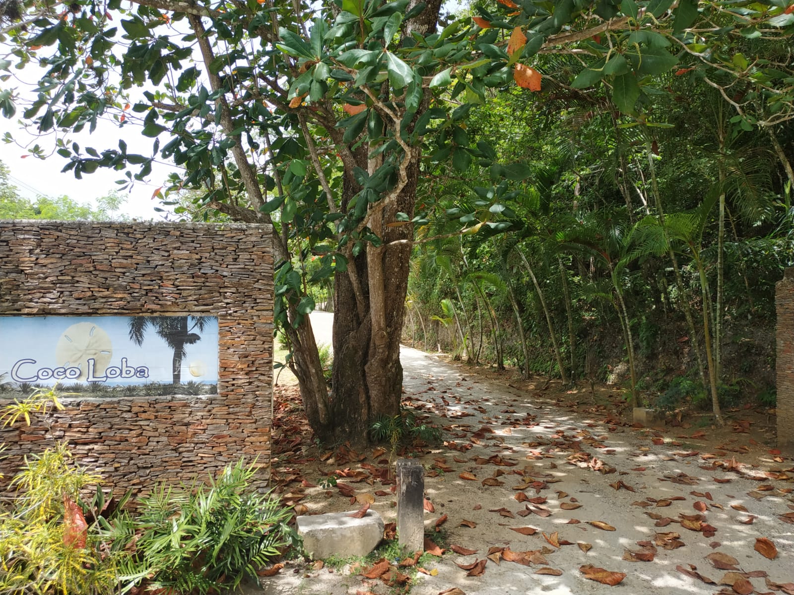Land to build villa in Las Terrenas DR15.jpeg
