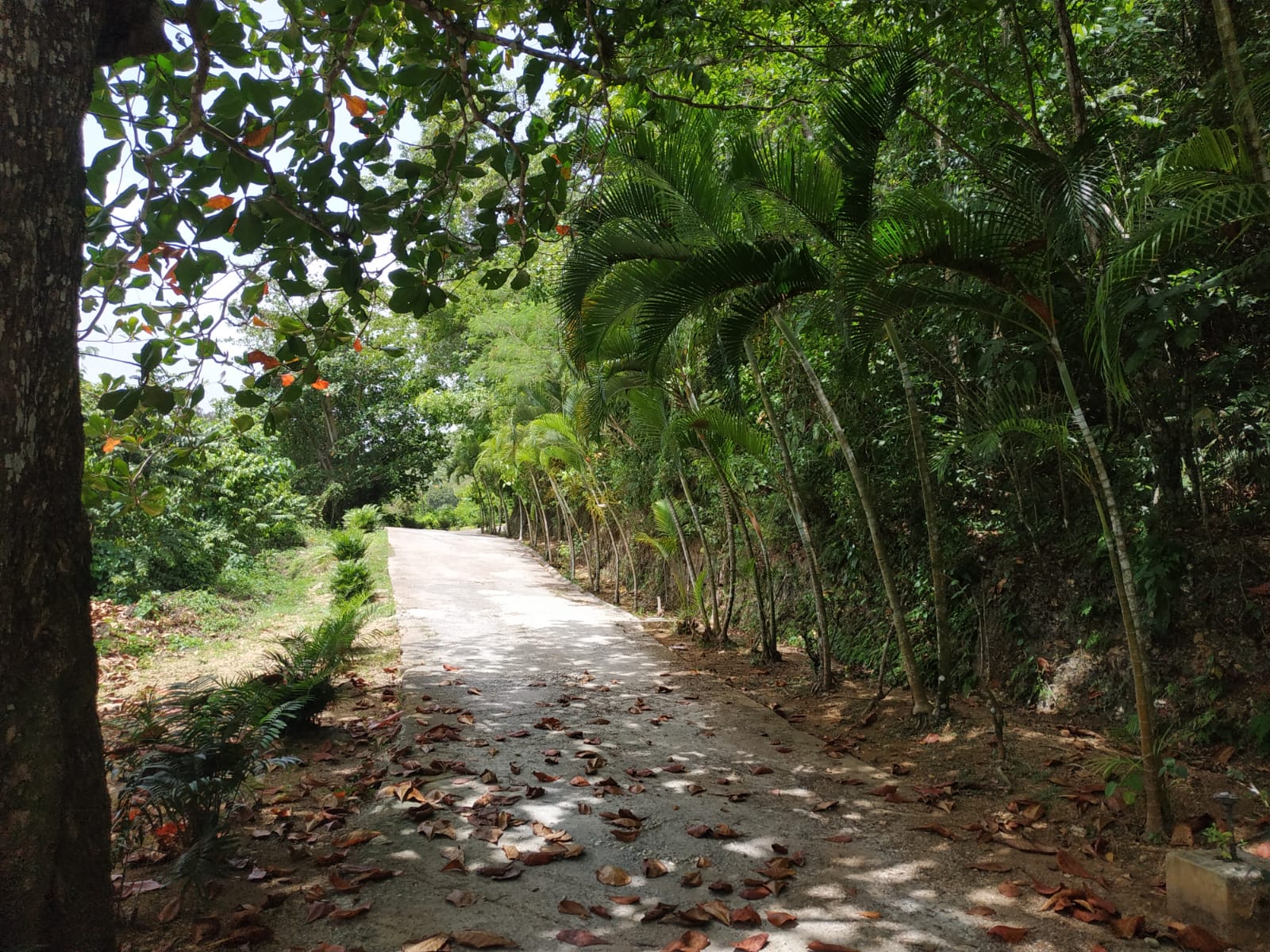 Land to build villa in Las Terrenas DR16.jpeg