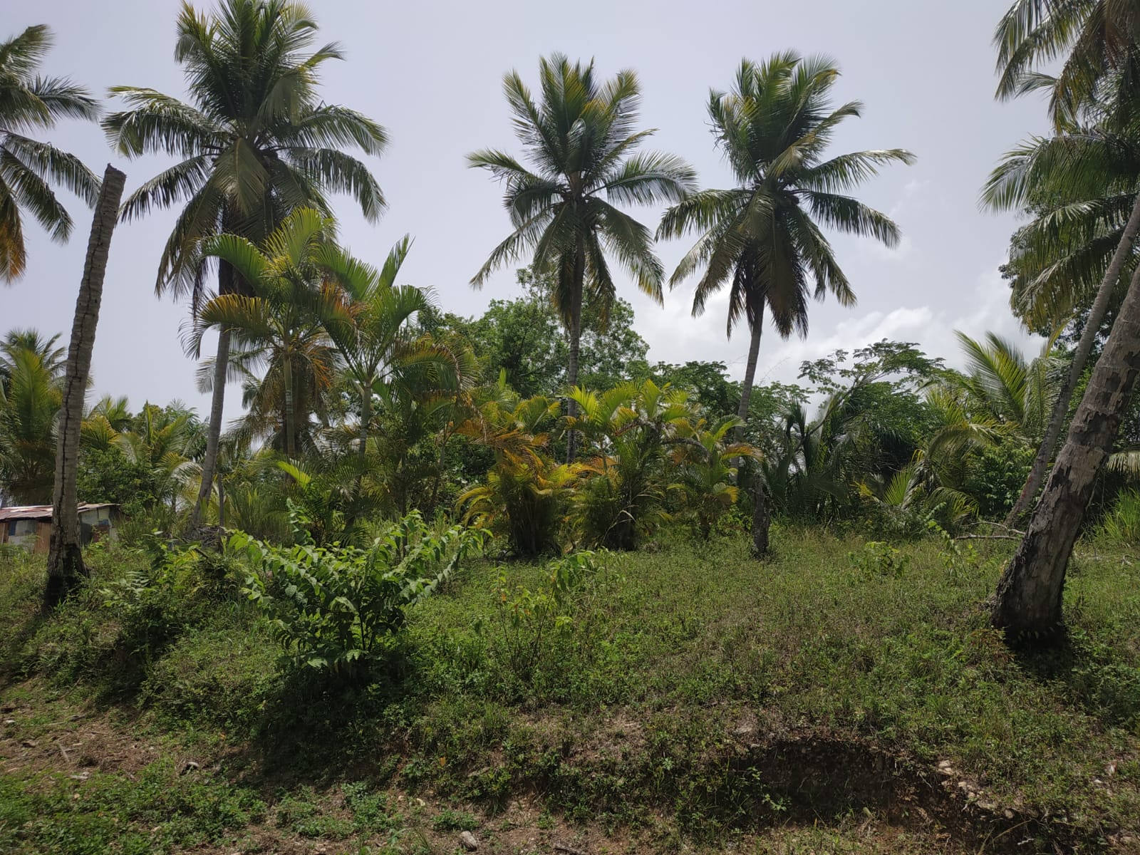 Land to build villa in Las Terrenas DR17.jpeg