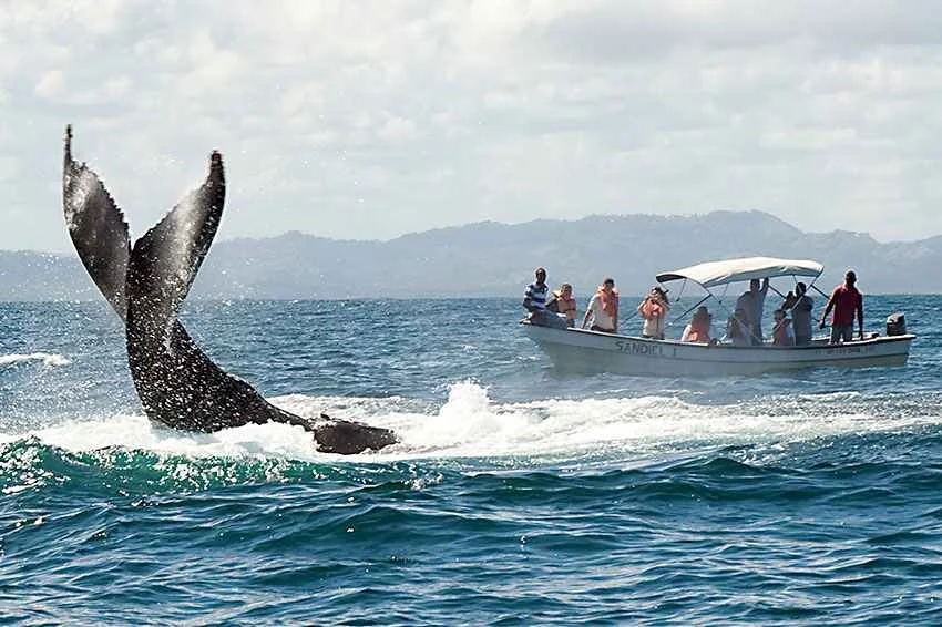 Whale watching Samana Bay.jpg