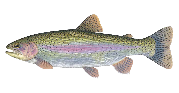 RainbowTrout.png