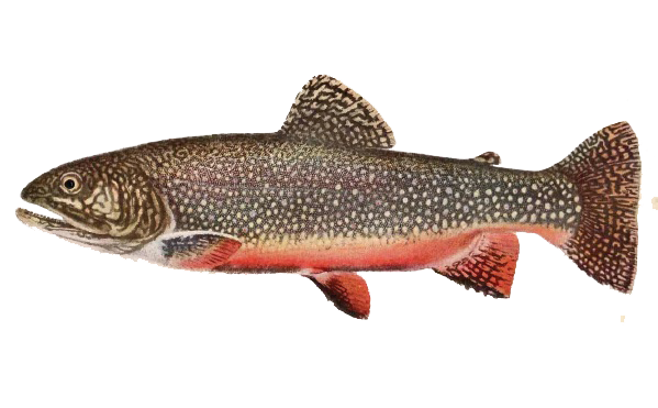 Brook_Trout.png