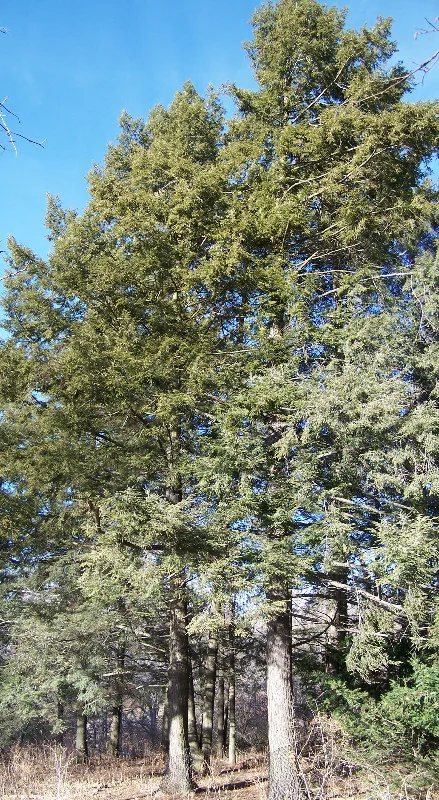Eastern-Hemlock.jpg
