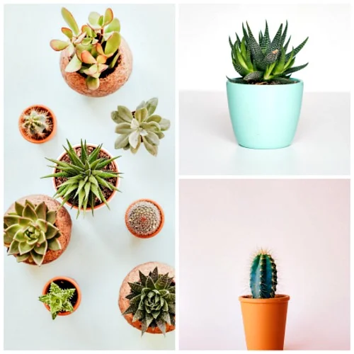 Plants-Help-Spruce-Up-Rentals.jpg
