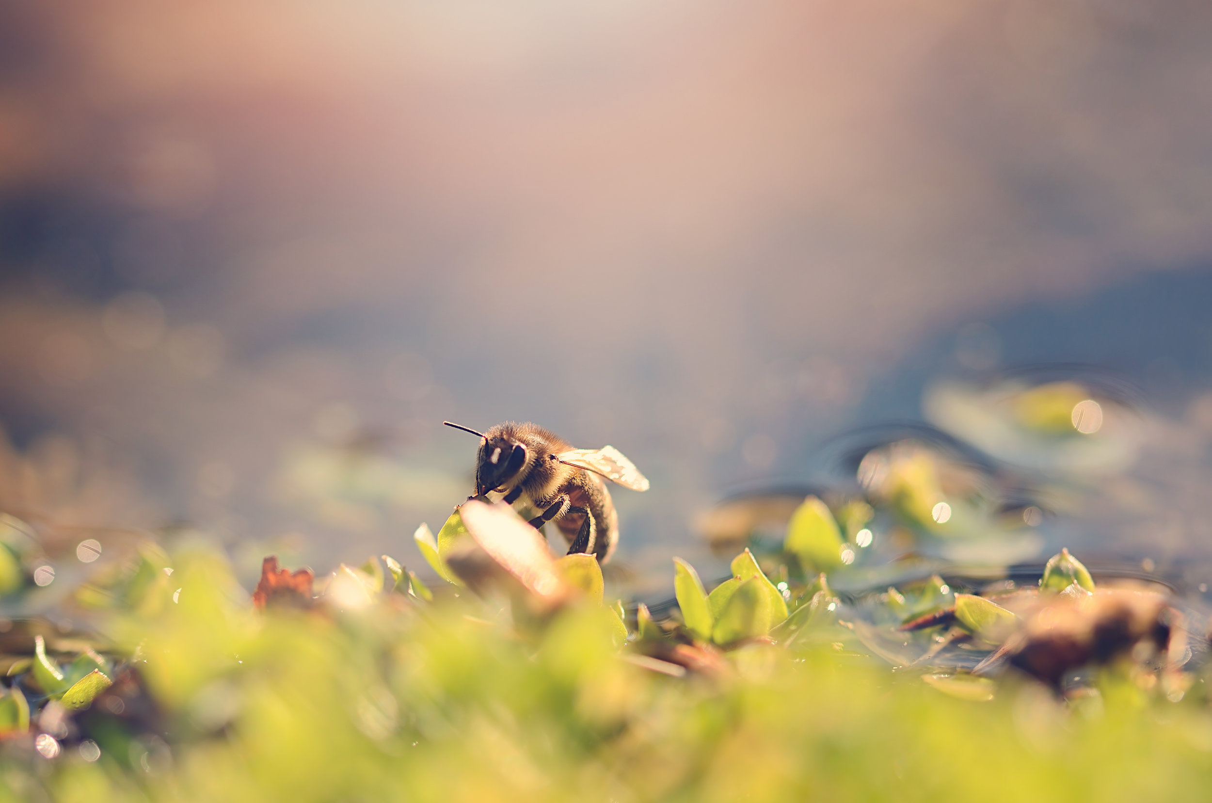 YOU'RE 2X MORE LIKELY TO DIE BY BEES THAN TO WIN THE LOTTERY