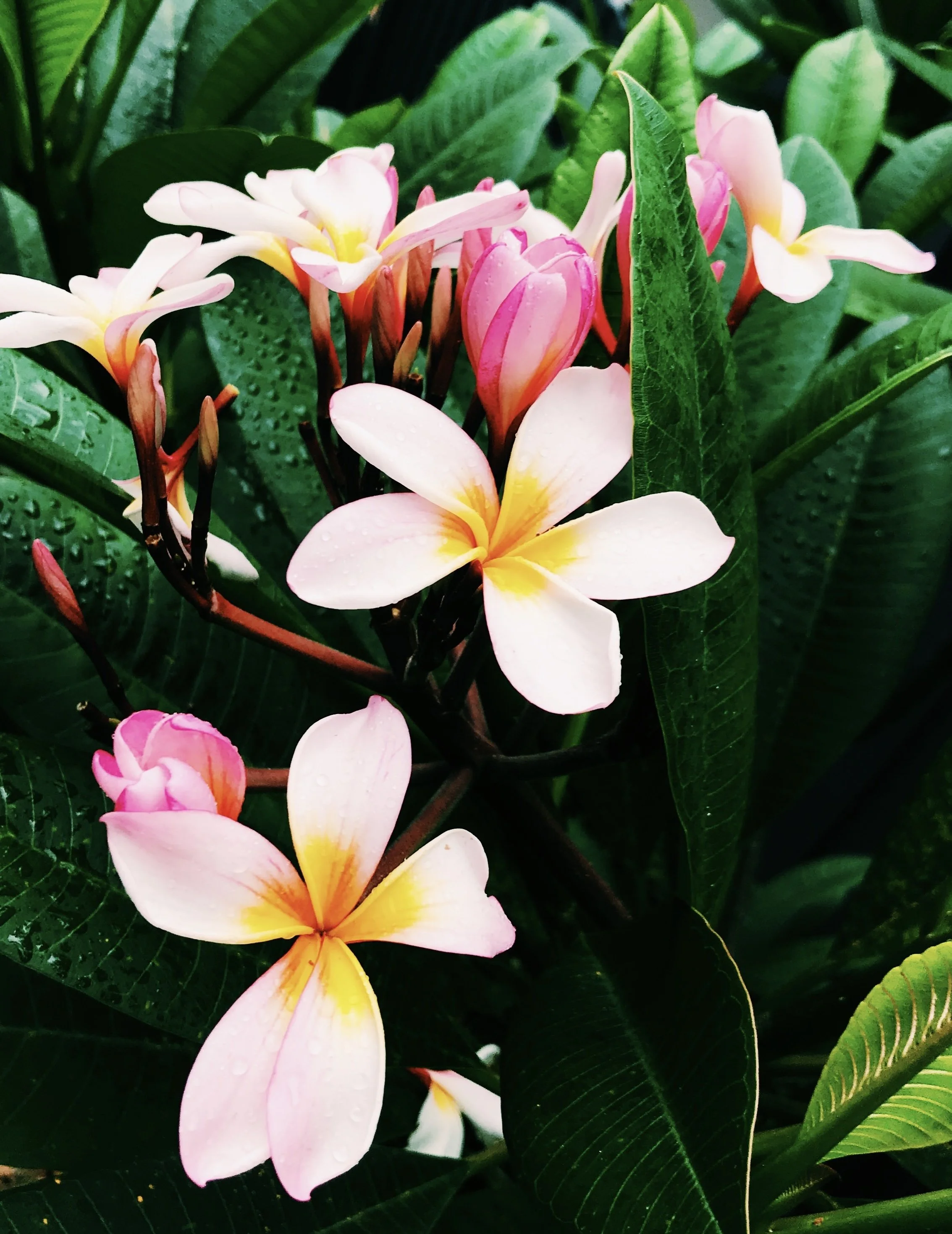 NATURE 2