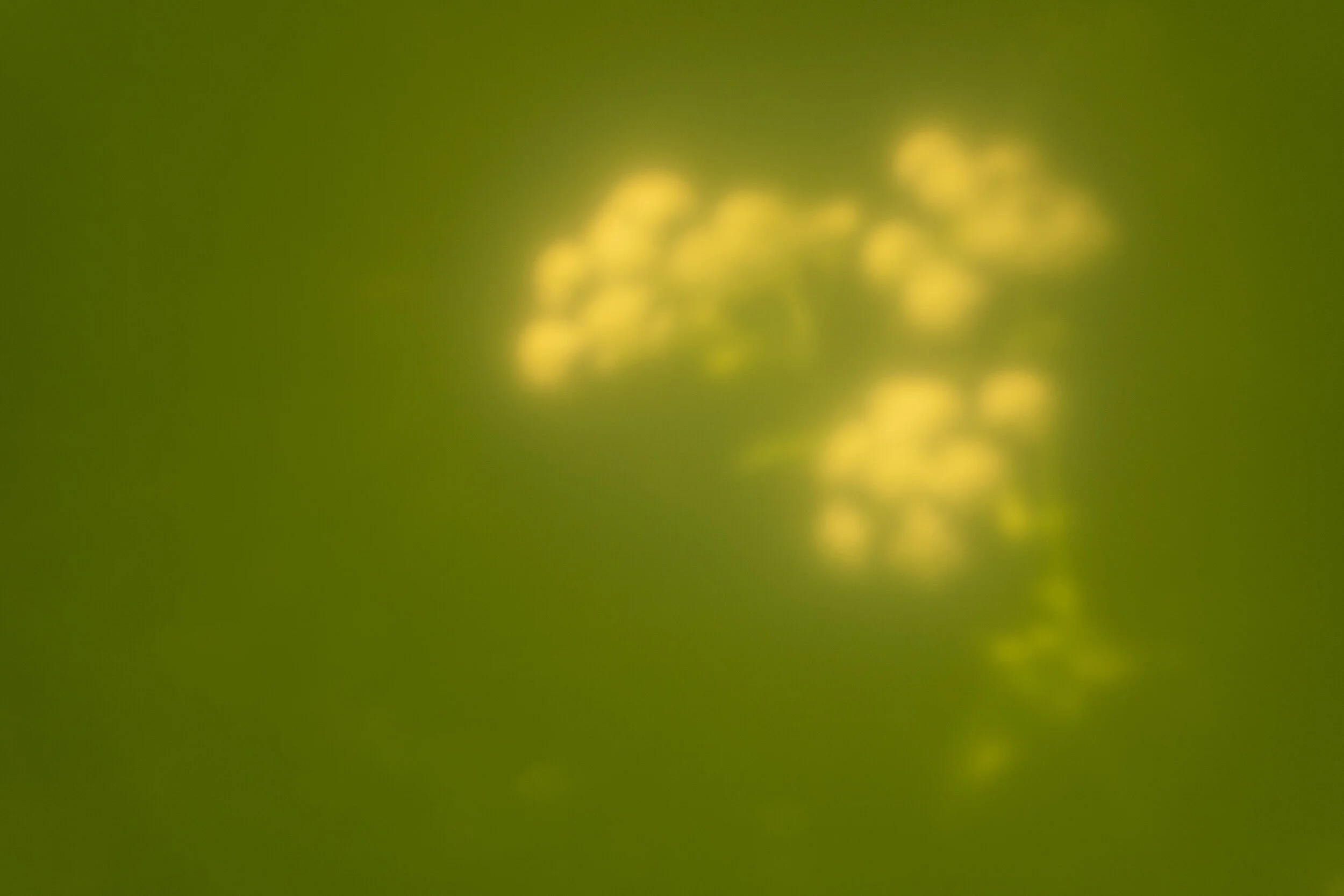 Sleepwalking in Wick Wood VI detail.jpg