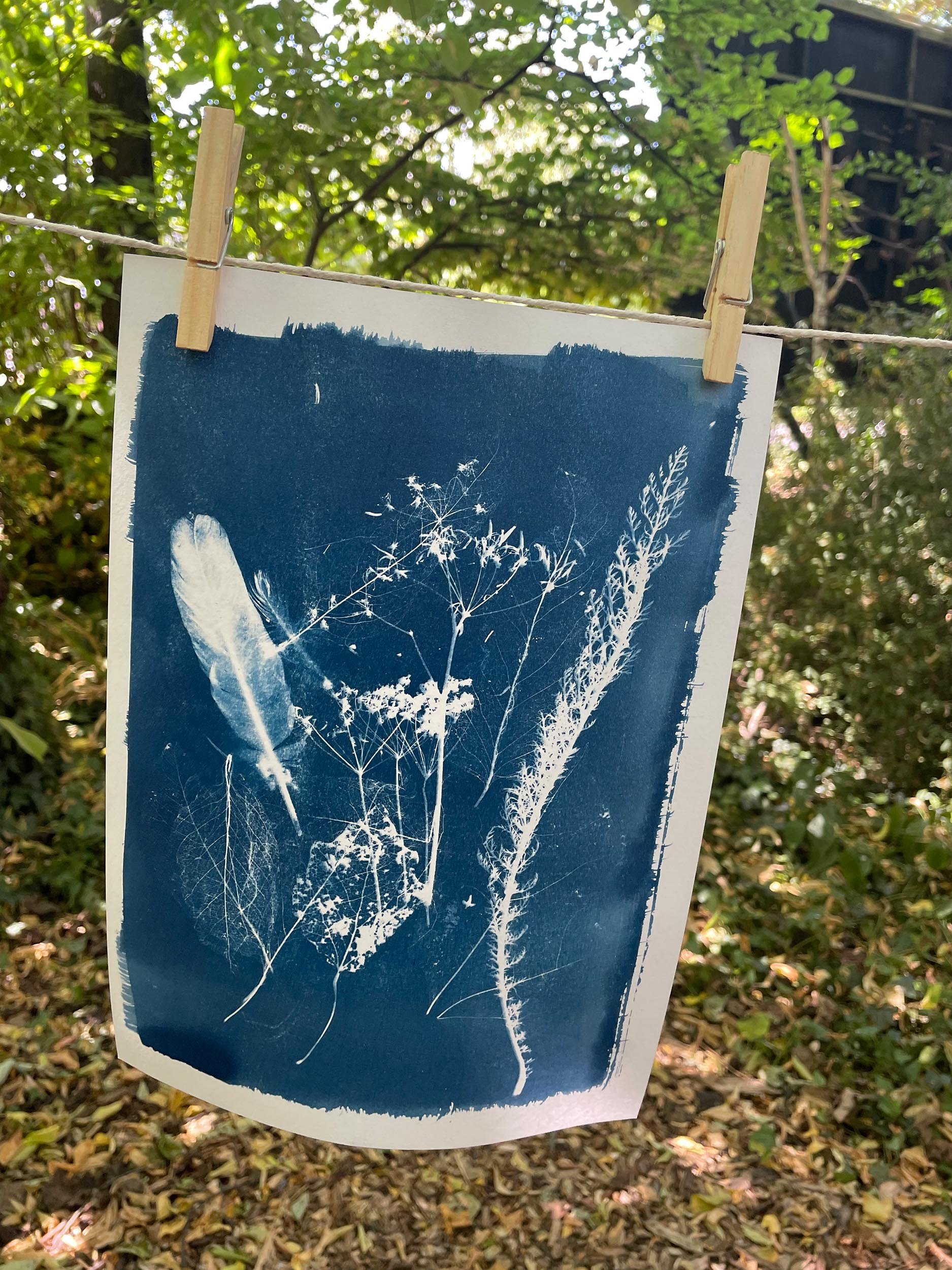 Cyanotypes