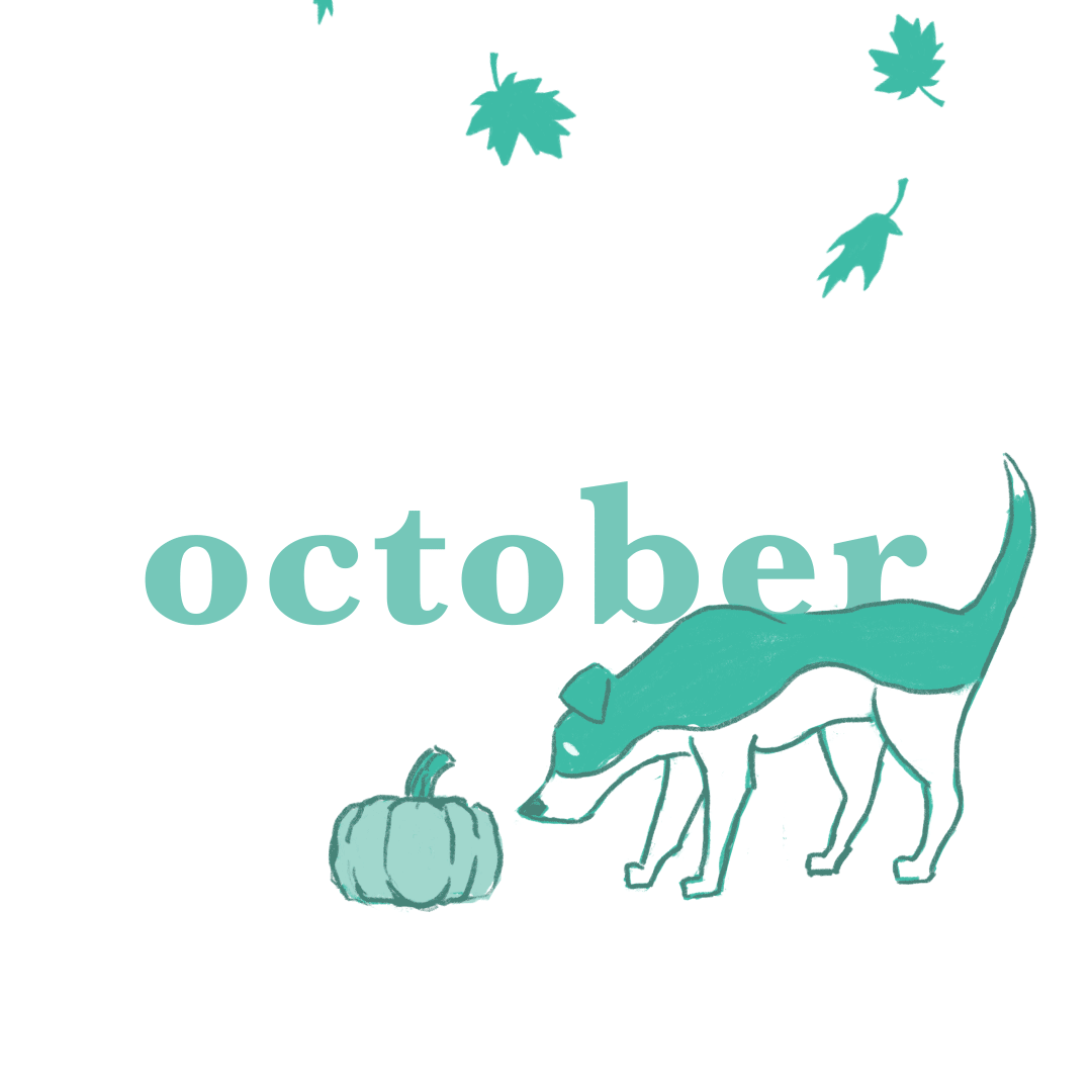 I started a series of “Brodie Bit’s” on DARCI Creative social media, featuring the office dog, Brodie!