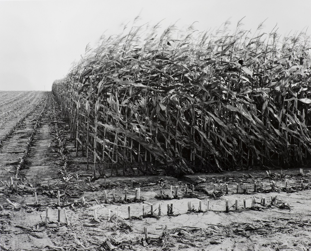 Maize Cutting at Serre 1997