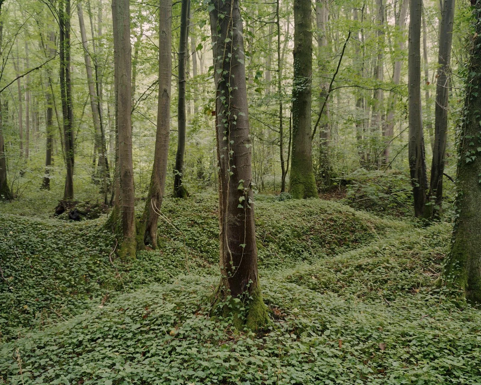 Mametz Wood, France – Site of the most significant battles for Welsh troops fighting in WW1