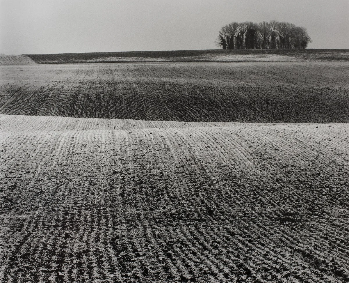 Towards Contalmaison, Box Wood, Peter Cattrell