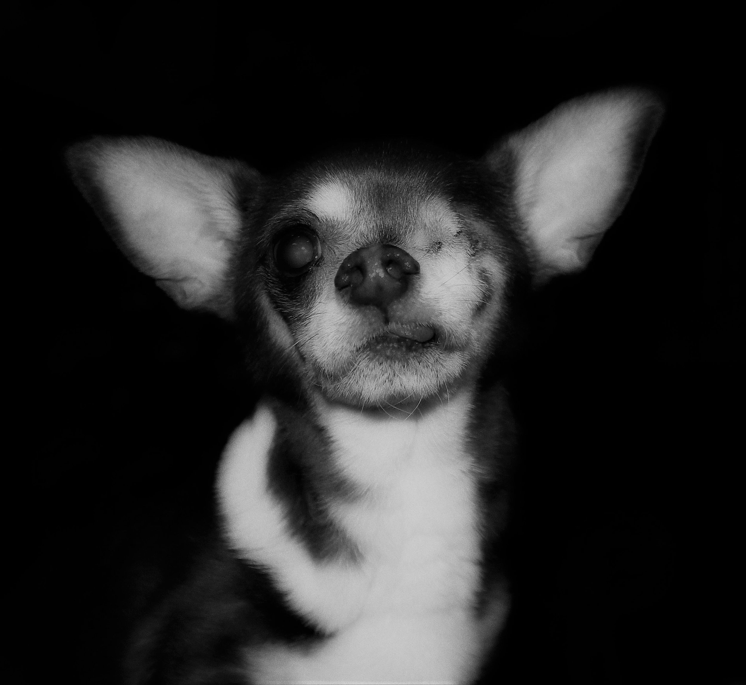 chico.jpg