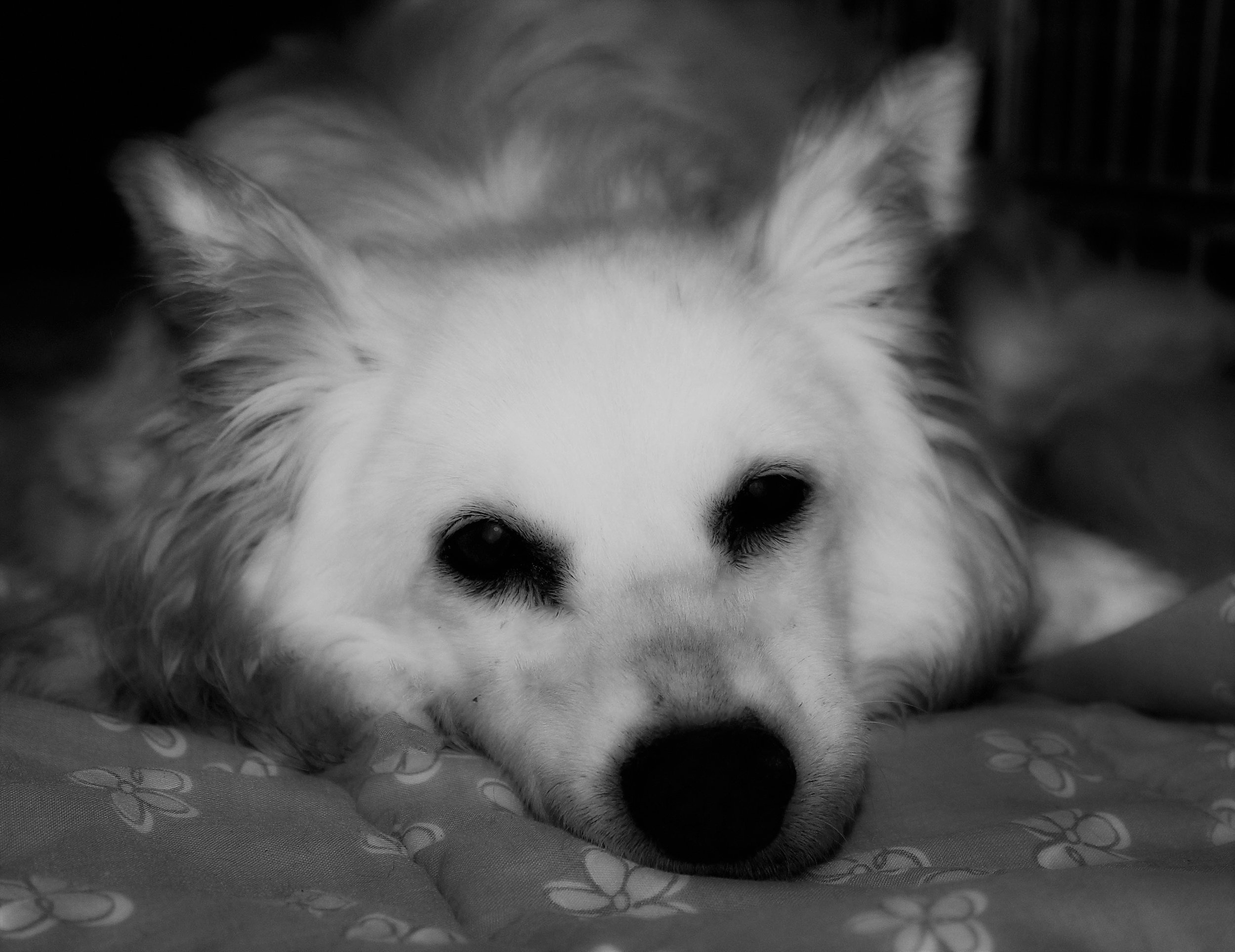 Lucy.jpg