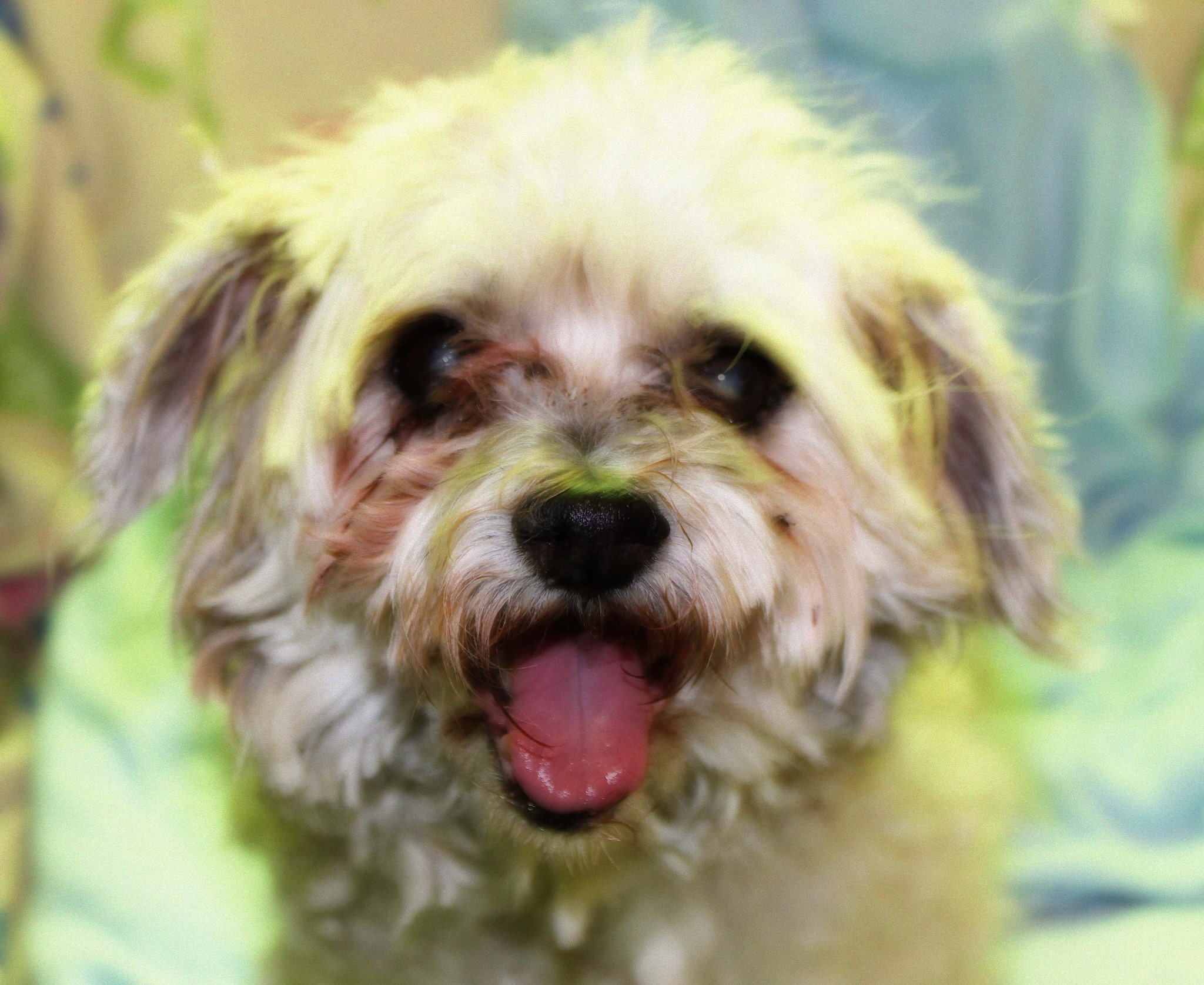 Canine Cognitive Disorder or Dog Dementia