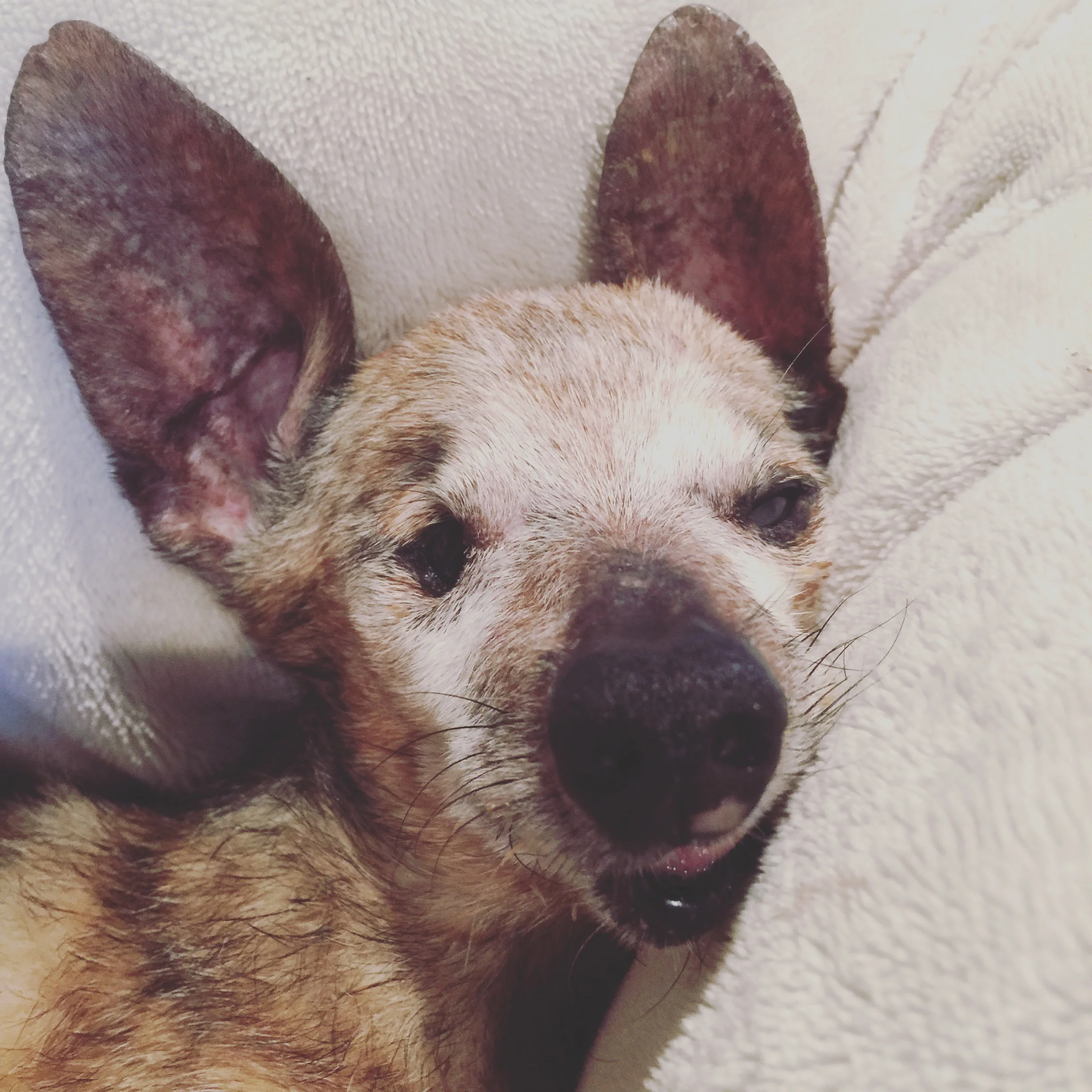 Canine Seizures and Epilepsy - Don't Panic