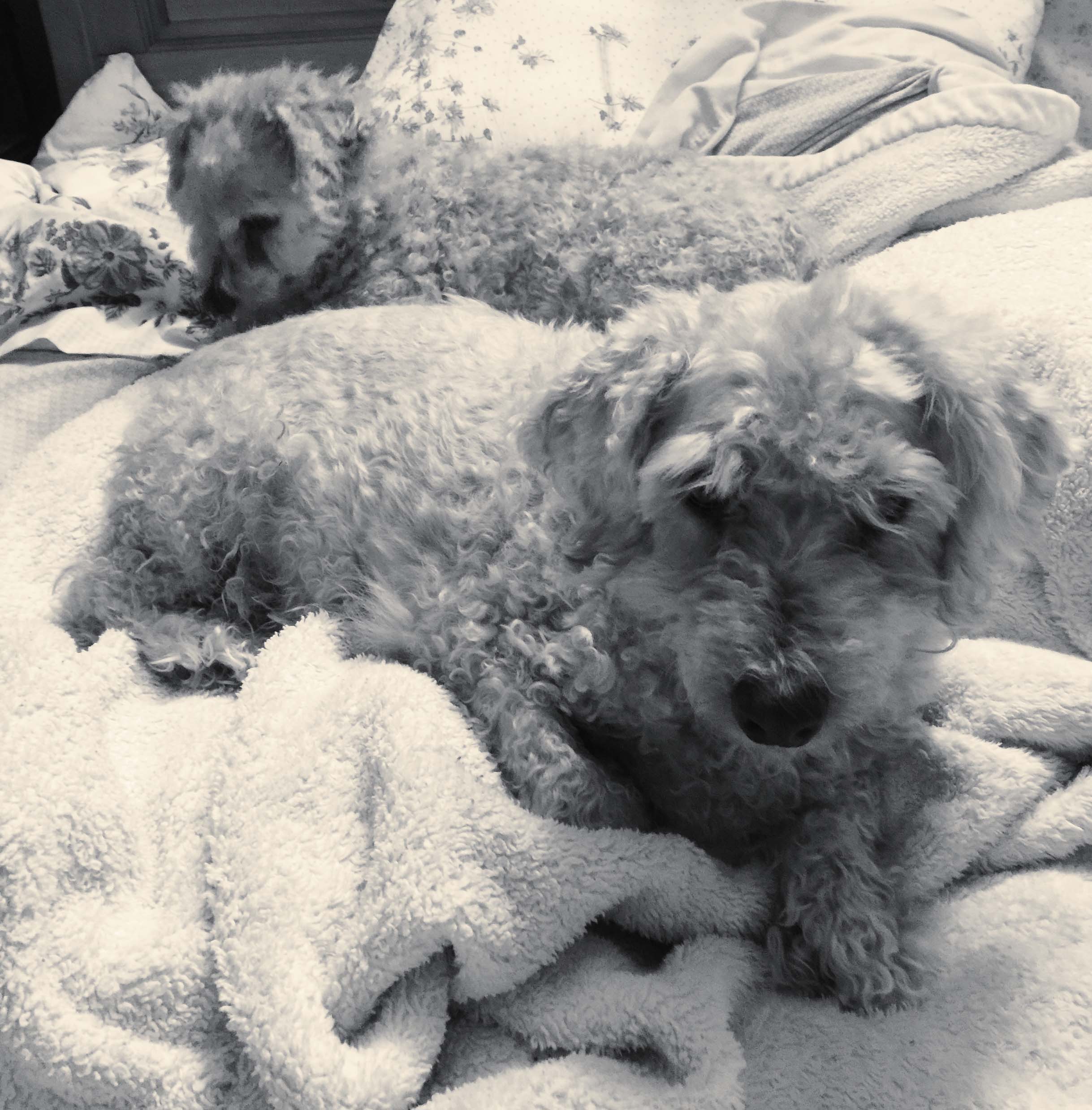 Princess and Coco for site.jpg