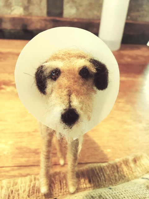 Sherman in the cone of shame