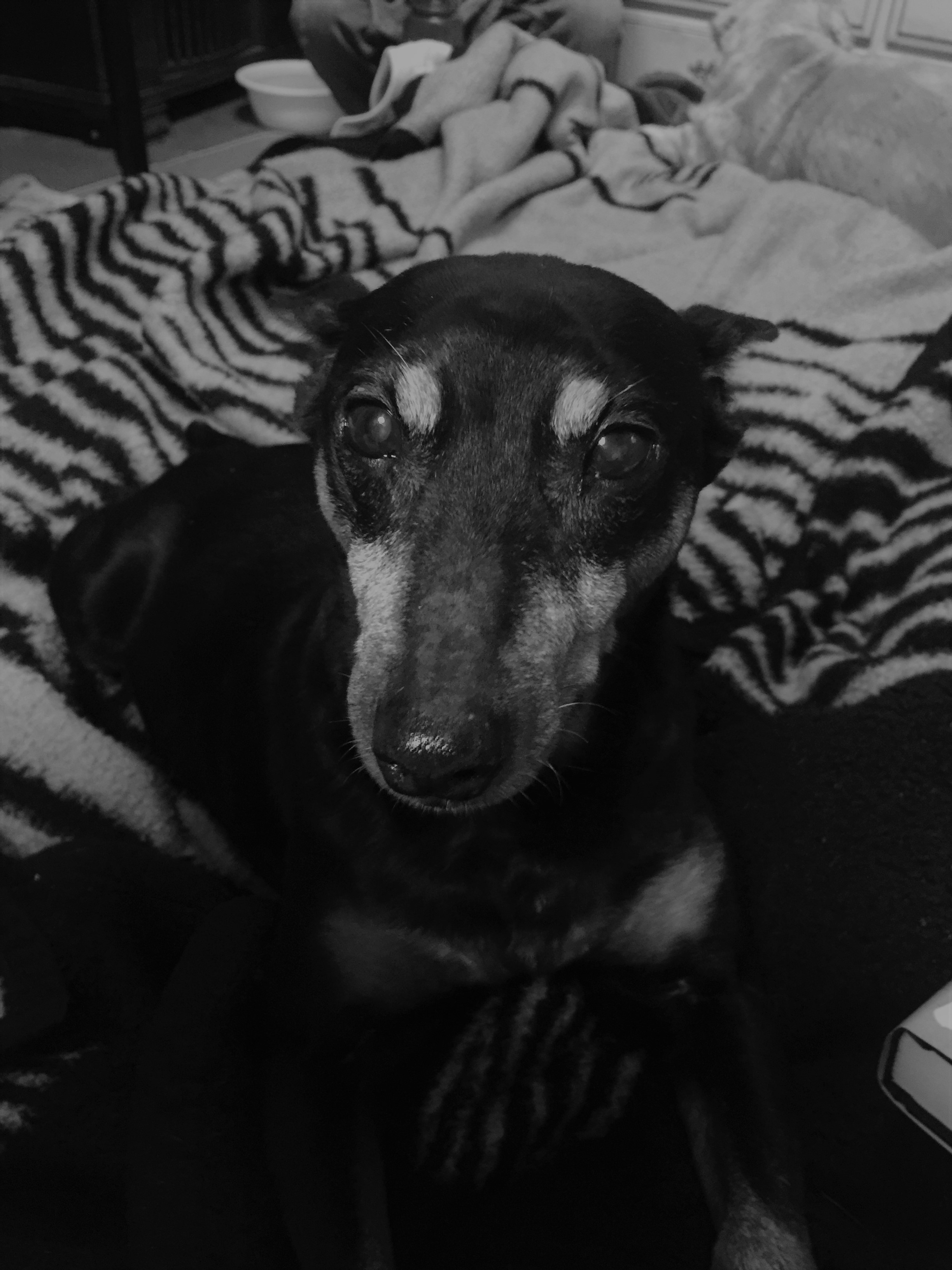 mclovin bw.jpg