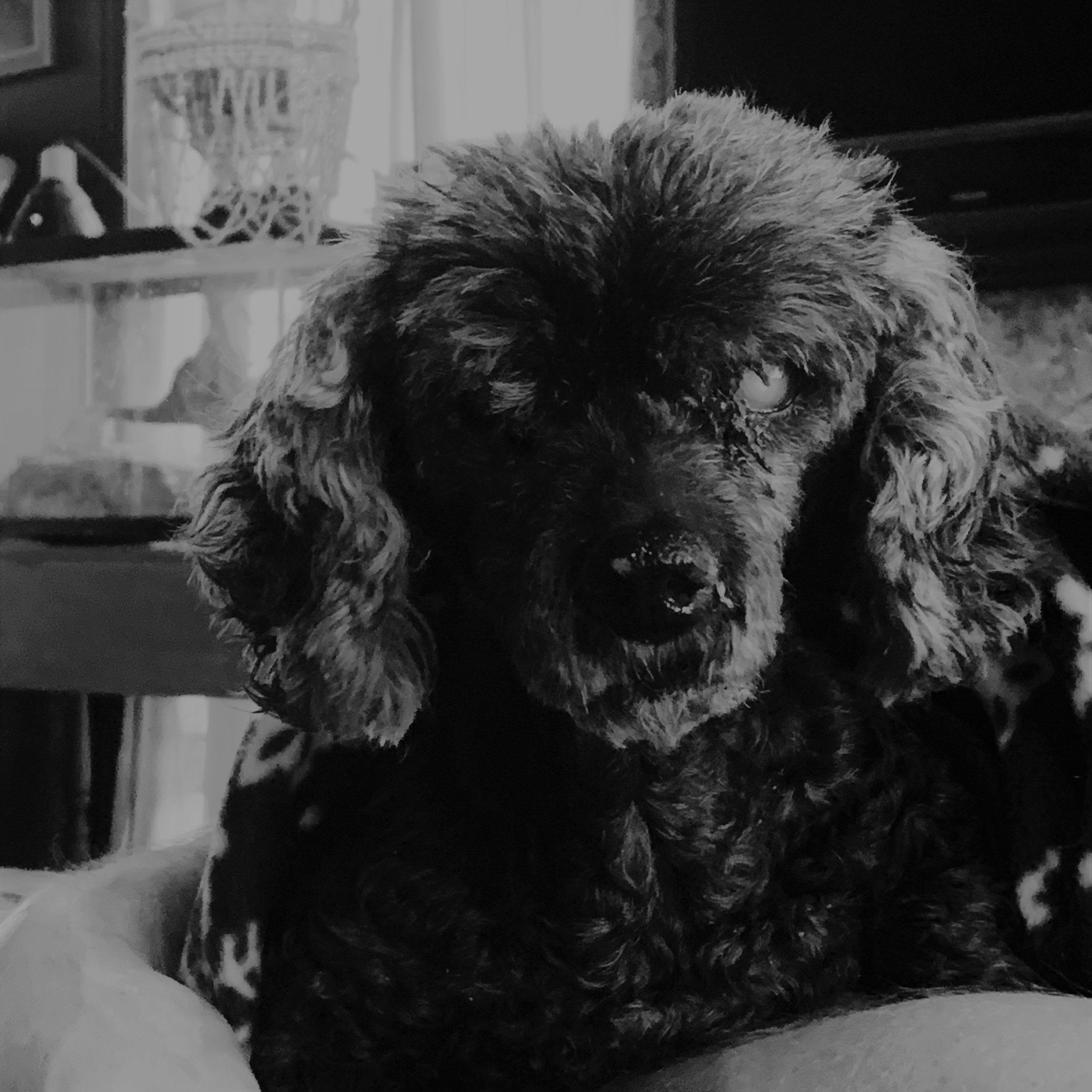Misty bw.jpg